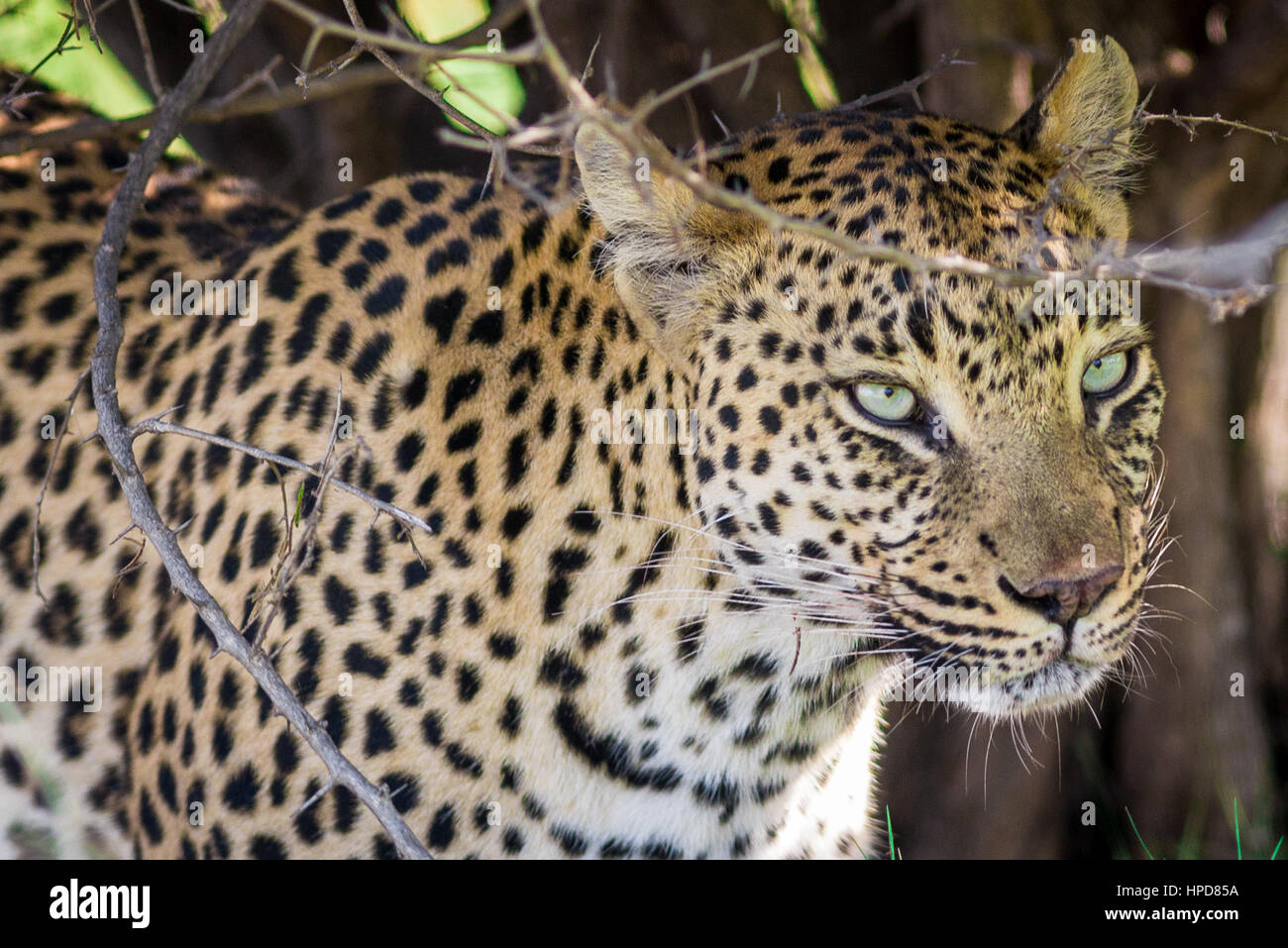 Leopard, Okavanga, Botswana Foto Stock