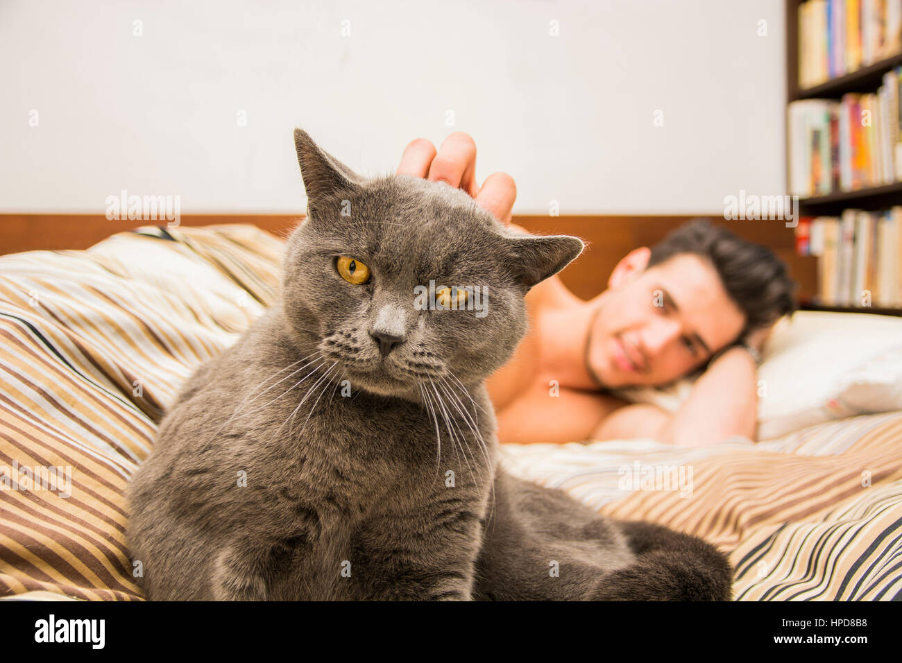 Bel giovane uomo Animal-Lover su un letto, avvolgente e coccole il suo grigio gatto domestico Pet. Foto Stock