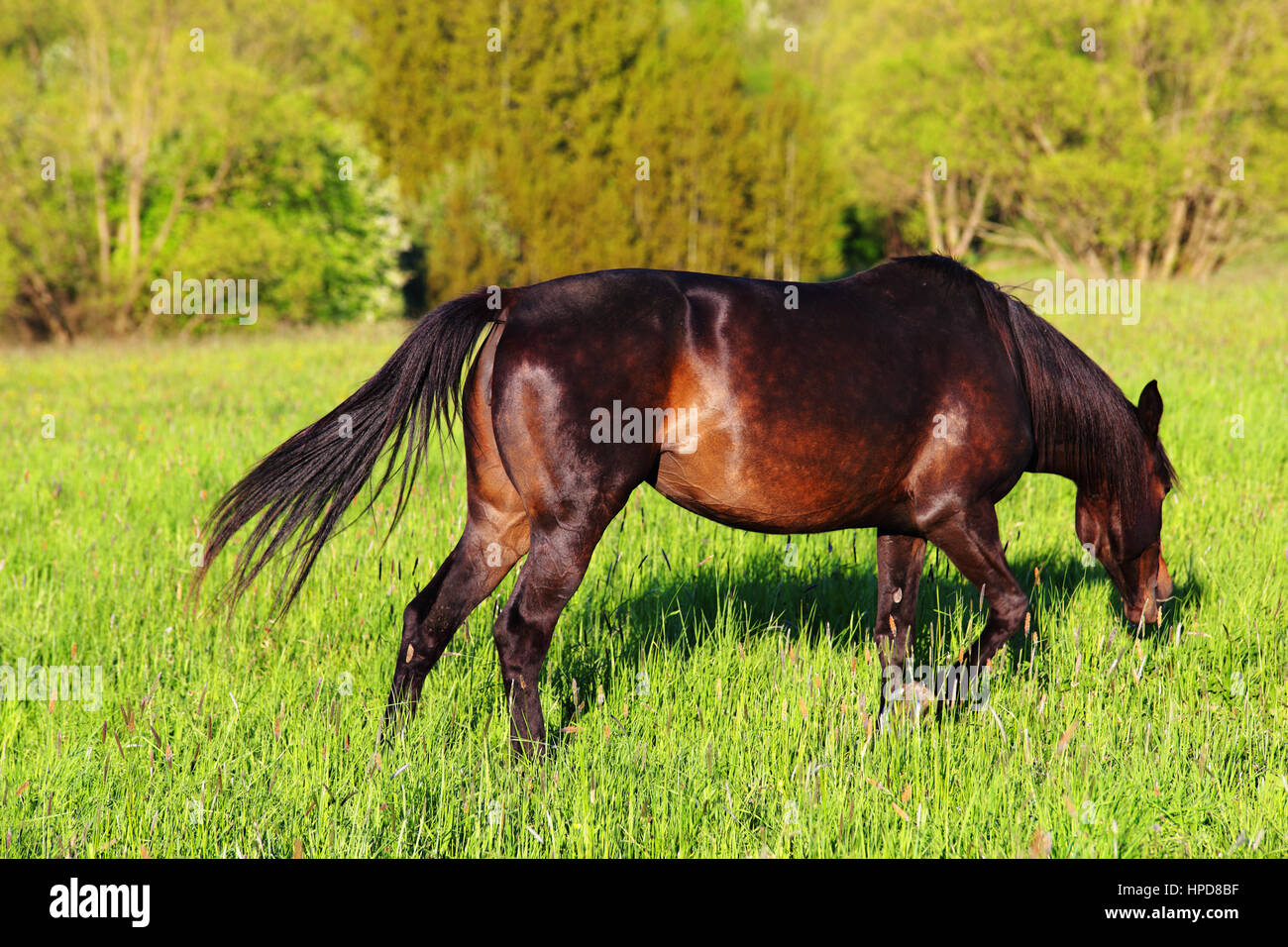 Cavallo di mangiare erba verde sulle montagne colline Foto Stock