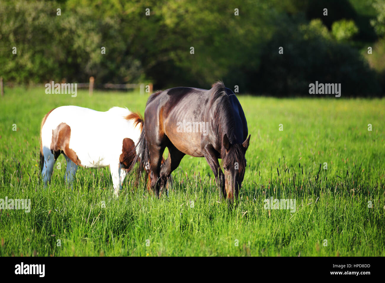 Carino cavallo nelle Alpi mangiare erba verde Foto Stock