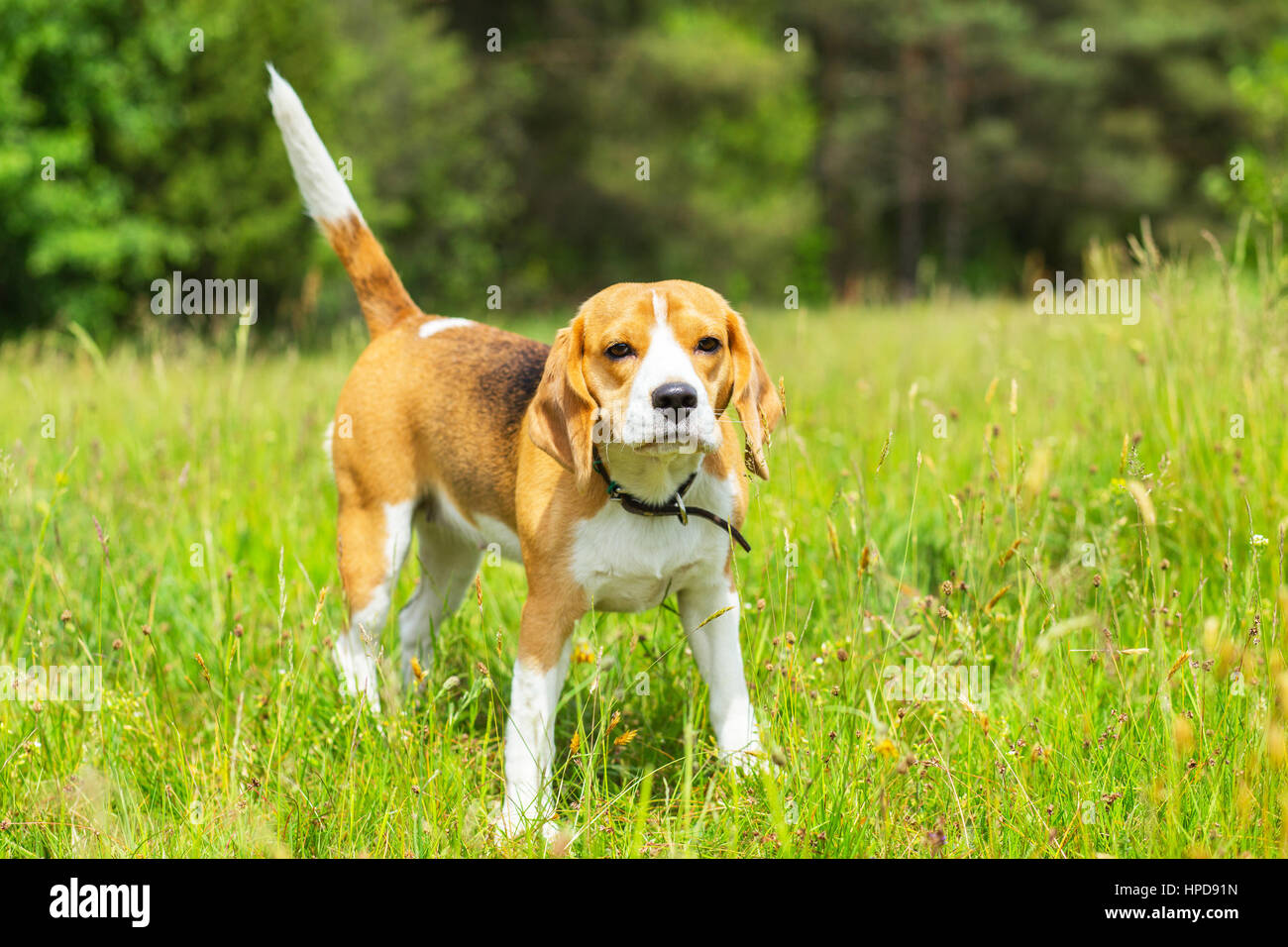 Cane Beagle in piedi sull'erba durante il giorno luminoso Foto Stock