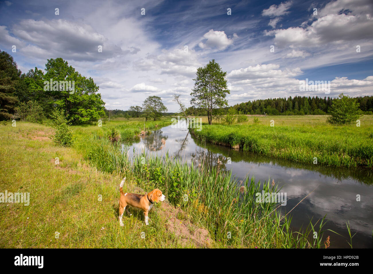 Cane Beagle caccia alla ricerca di anatre Foto Stock