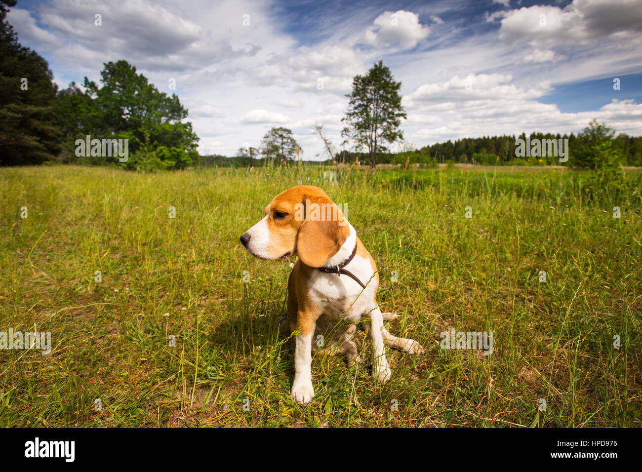 Cane Beagle caccia alla ricerca di animali Foto Stock