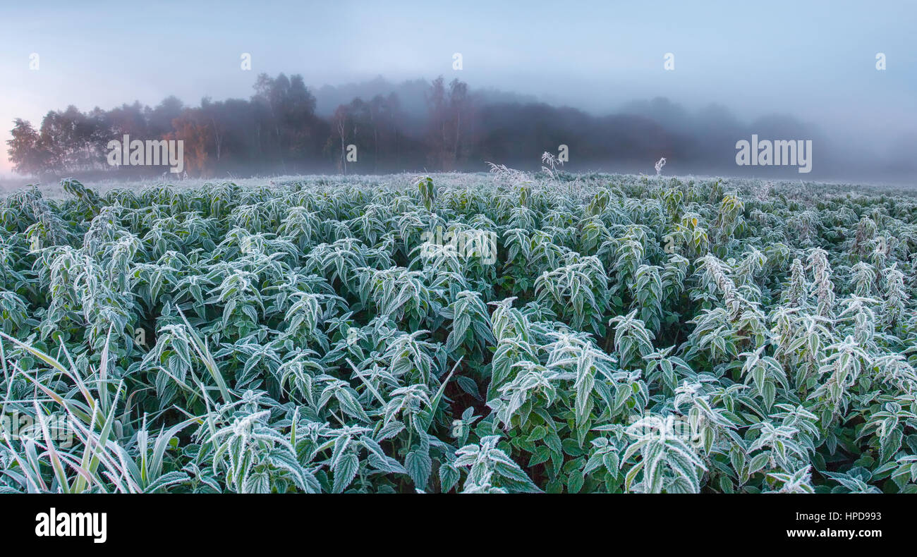 Congelati campo di canapa in autunno mattina Foto Stock
