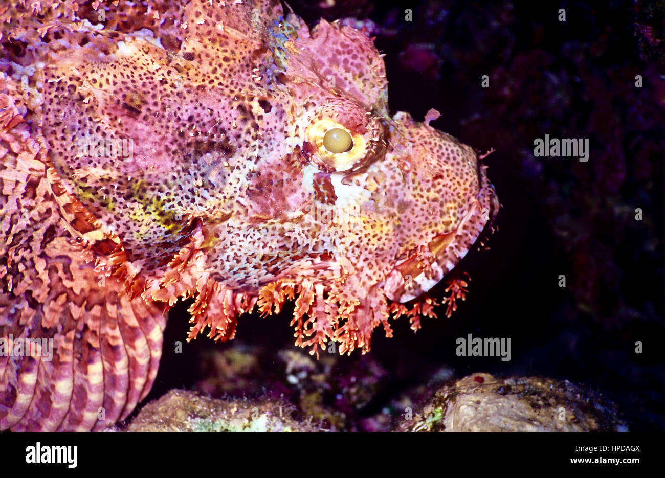 Barbuto scorfani (Scorpaenopsis barbata) - imboscata predatori - si affidano per la protezione sulla loro mimetizzazione e aculei velenosi. Pericoloso! Mar Rosso. Foto Stock