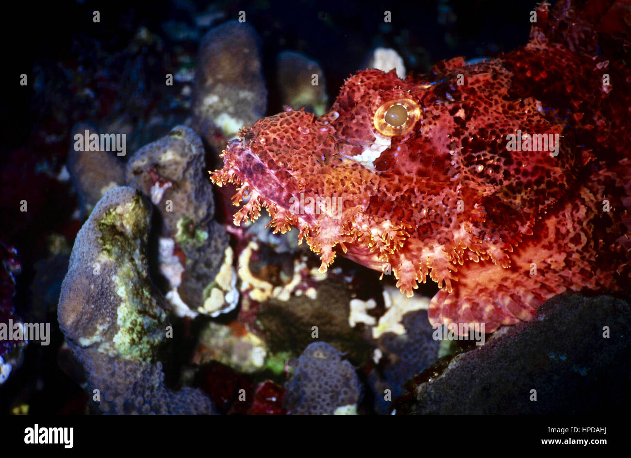 Il barbuto scorfani (Scorpaenopsis Barbata) - un agguato predator - si affida per la protezione sul suo camuffamento e sui suoi aculei velenosi. Mar Rosso. Foto Stock