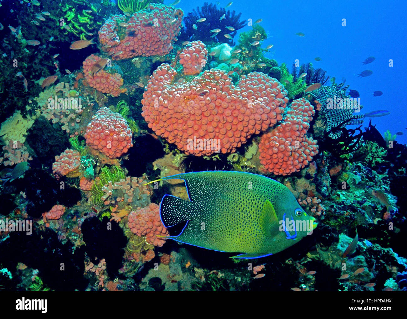 Un corano angelfish (Pomacanthus semicirculatus) nuoto passato una colorata barriera corallina con molti coralli di lampone (Pocillopora damicornis). Bali, Indonesia. Foto Stock