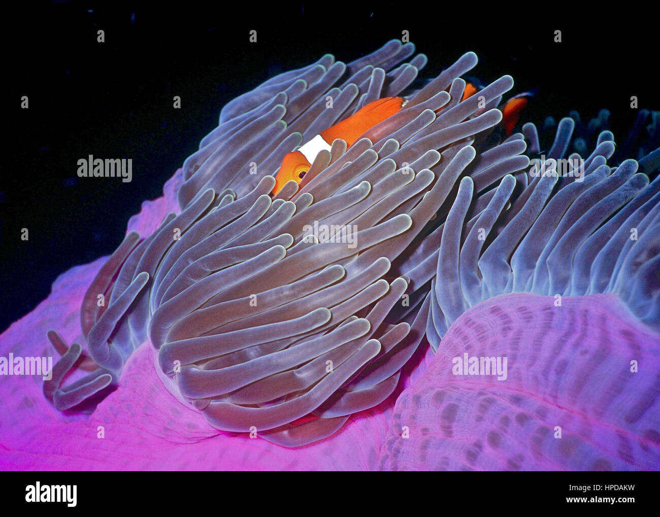 Un clownfish (Amphiprion percula) sbirciando fuori dall'interno del riparo del suo host (anemone Heteractis magnifica). Una relazione simbiotica. Bali. Foto Stock