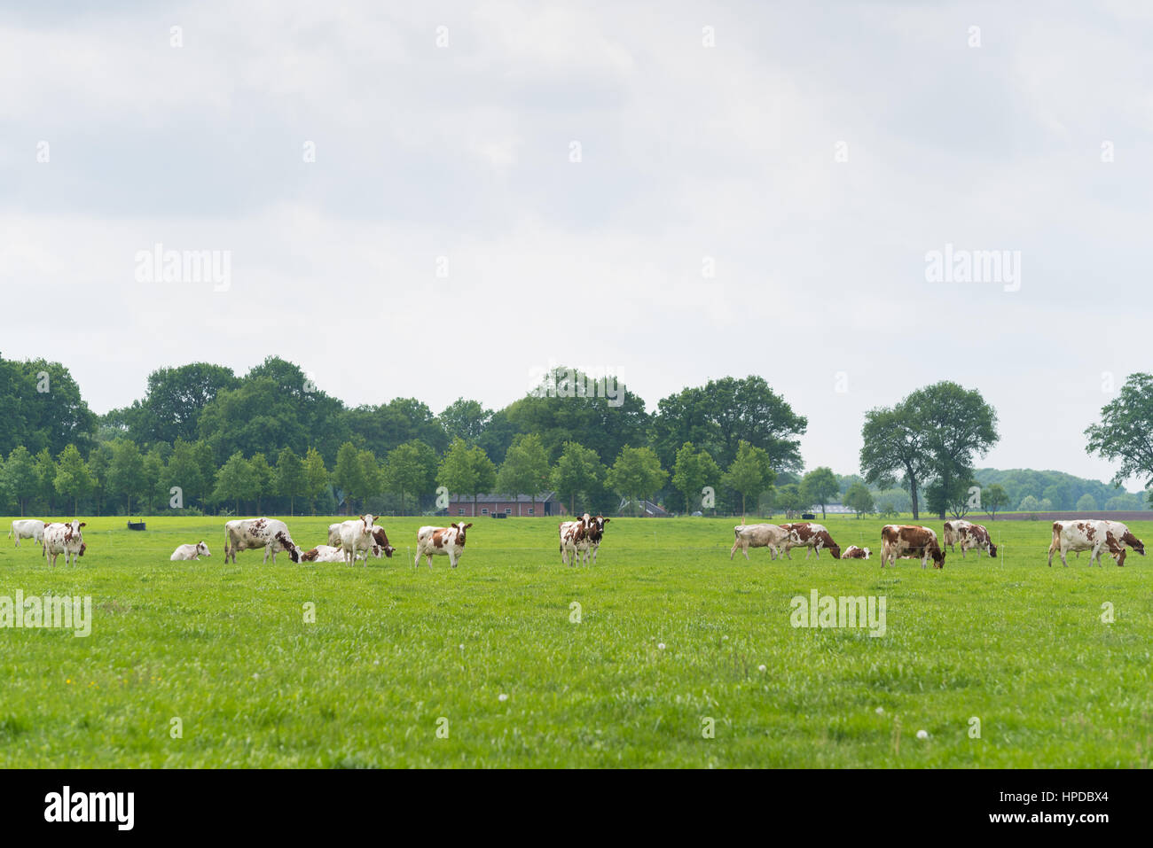 Prato con le mucche nei Paesi Bassi Foto Stock
