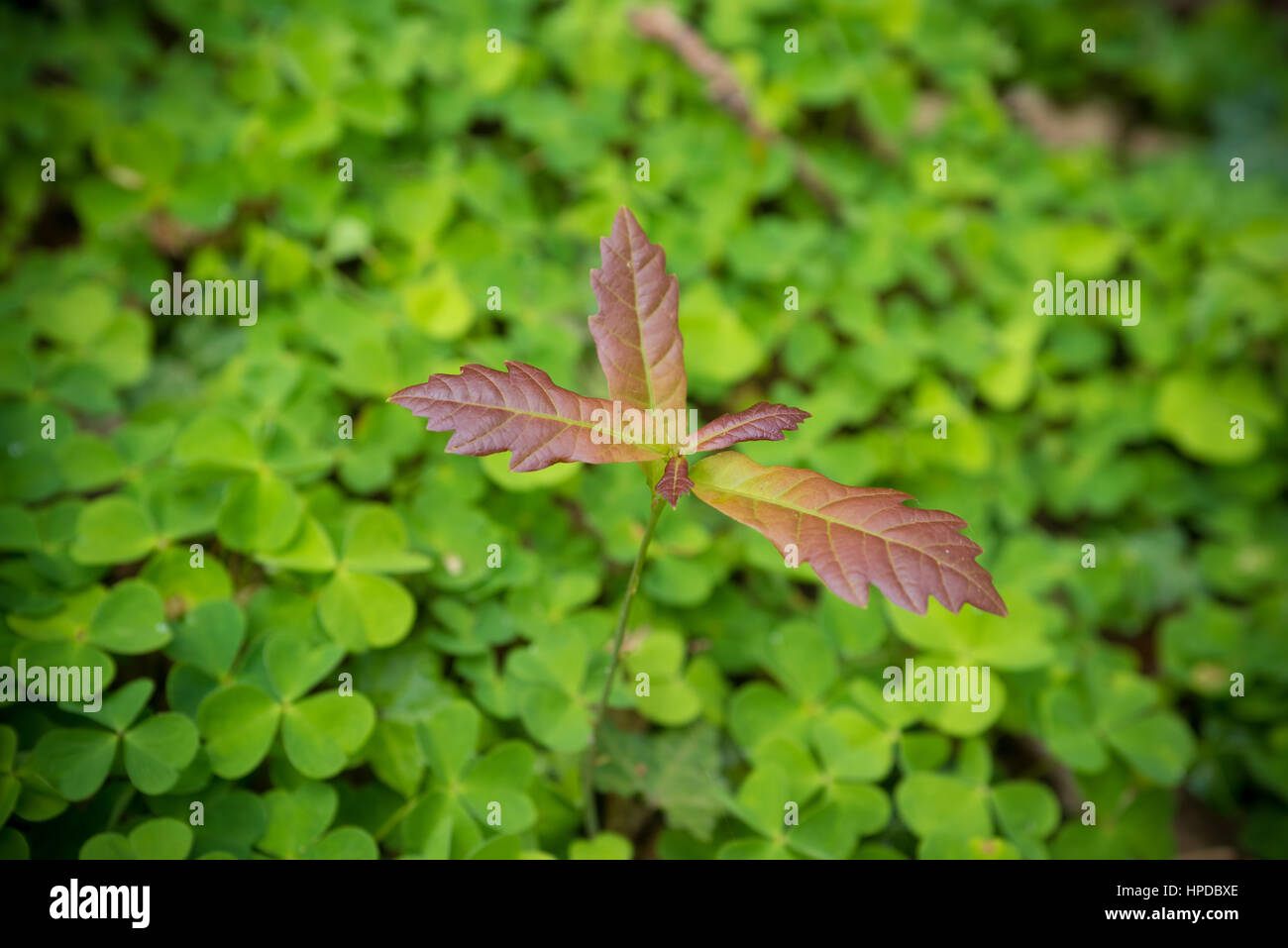 Giovani quercia su un letto di trifoglio Foto Stock