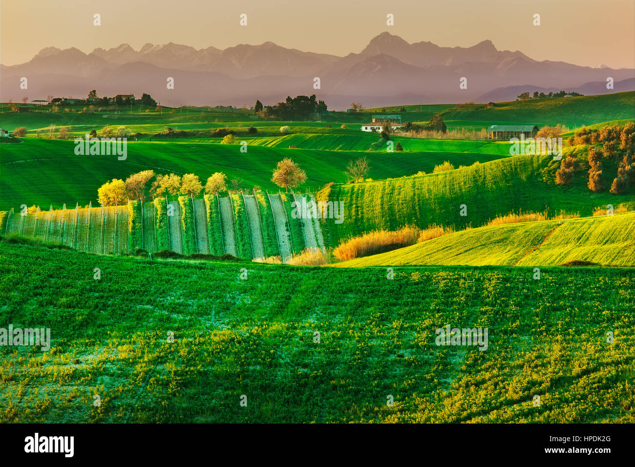Toscana, molla rurali paesaggio al tramonto. Fattoria di campagna, campo verde e sulle Alpi Apuane mountain sullo sfondo. Pisa, Italia, Europa. Foto Stock