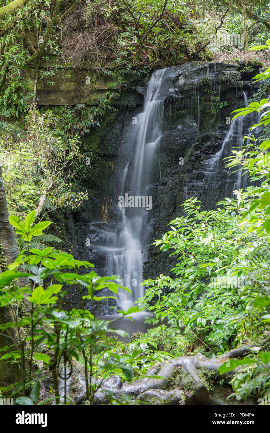 Caberfeidh, Catlins Area di Conservazione, Otago, Nuova Zelanda. La cascata superiore di Matai cade. Foto Stock