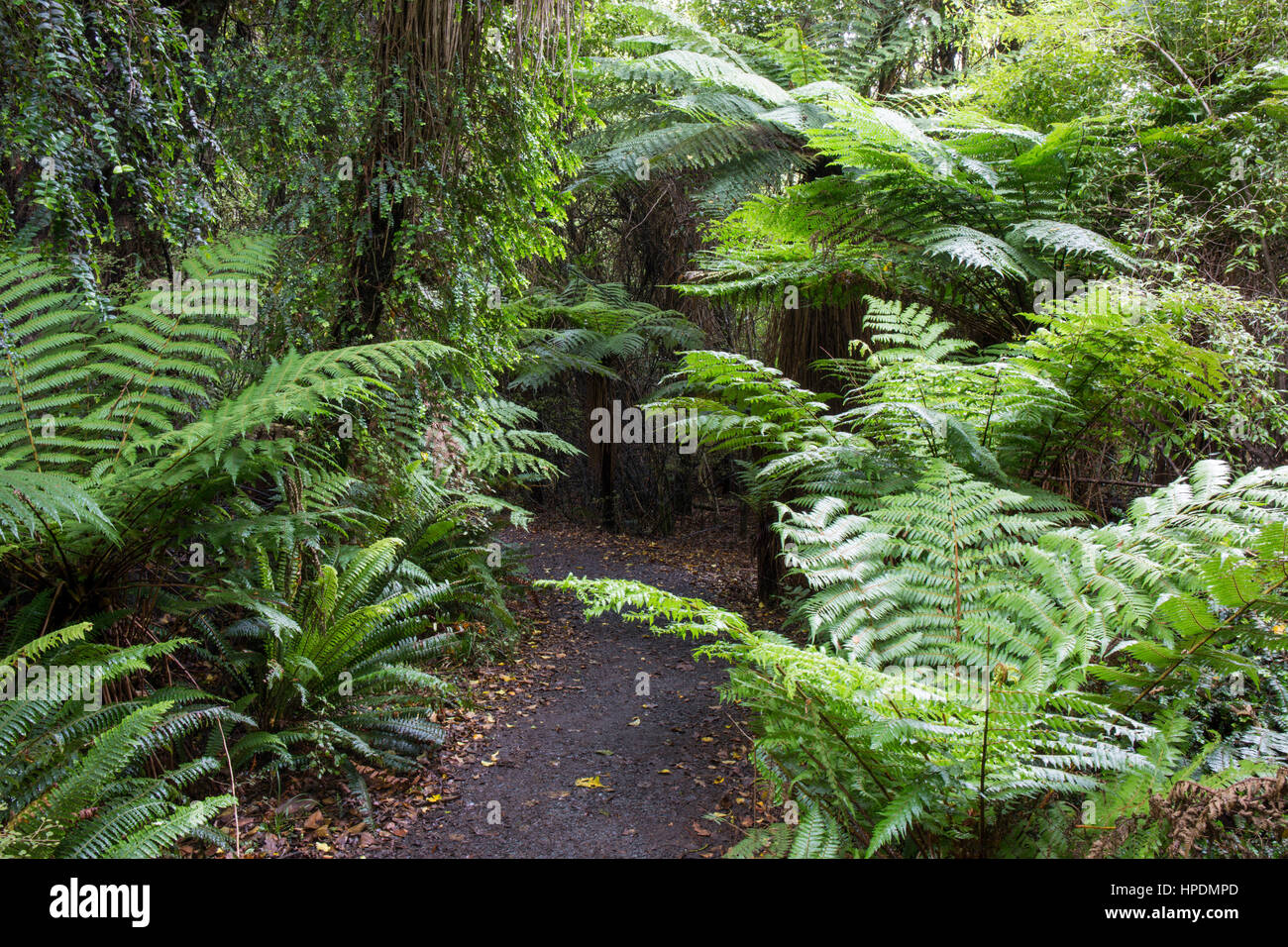 Chaslands, Catlins Area di Conservazione, Otago, Nuova Zelanda. La foresta pluviale sovradimensionate sentiero che conduce alla Cattedrale grotte. Foto Stock