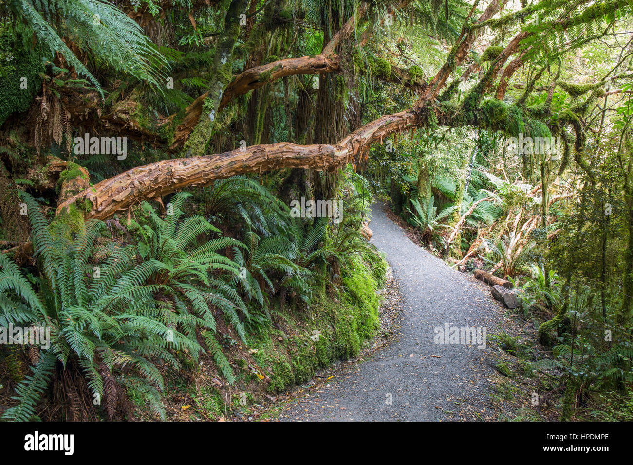Chaslands, Catlins Area di Conservazione, Otago, Nuova Zelanda. La foresta pluviale sovradimensionate sentiero che conduce a McLean cade. Foto Stock