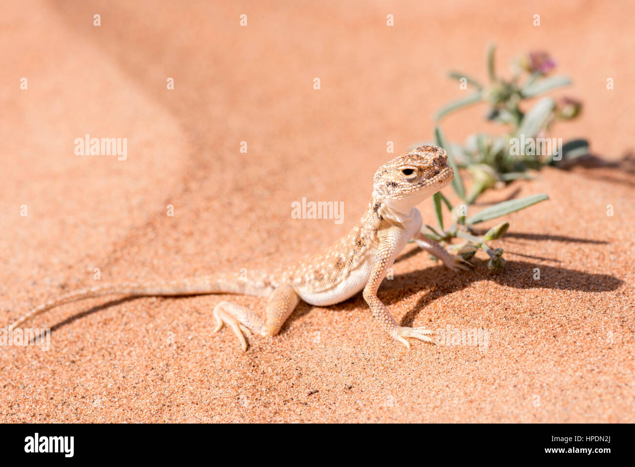 Il rospo arabo-headed AGAMA SA (Phrynocephalus arabicus) è un membro della famiglia Agamidae, noto anche come il cesello-denti lucertole dovuta alla compressione Foto Stock