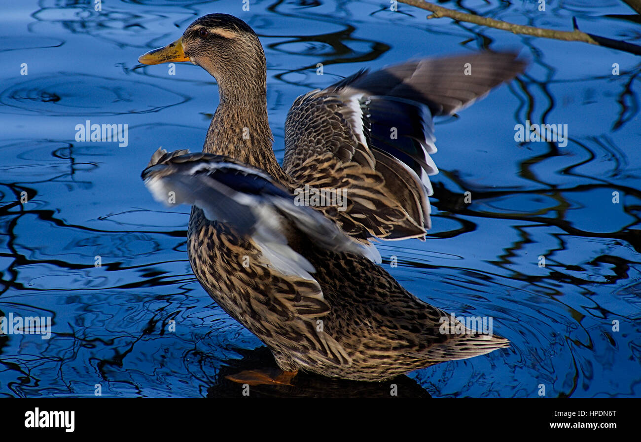 Mallard duck la diffusione le ali per volare lontano .Westport lago riserva di uccelli,Stoke on Trent, Staffordshire, Regno Unito. Foto Stock