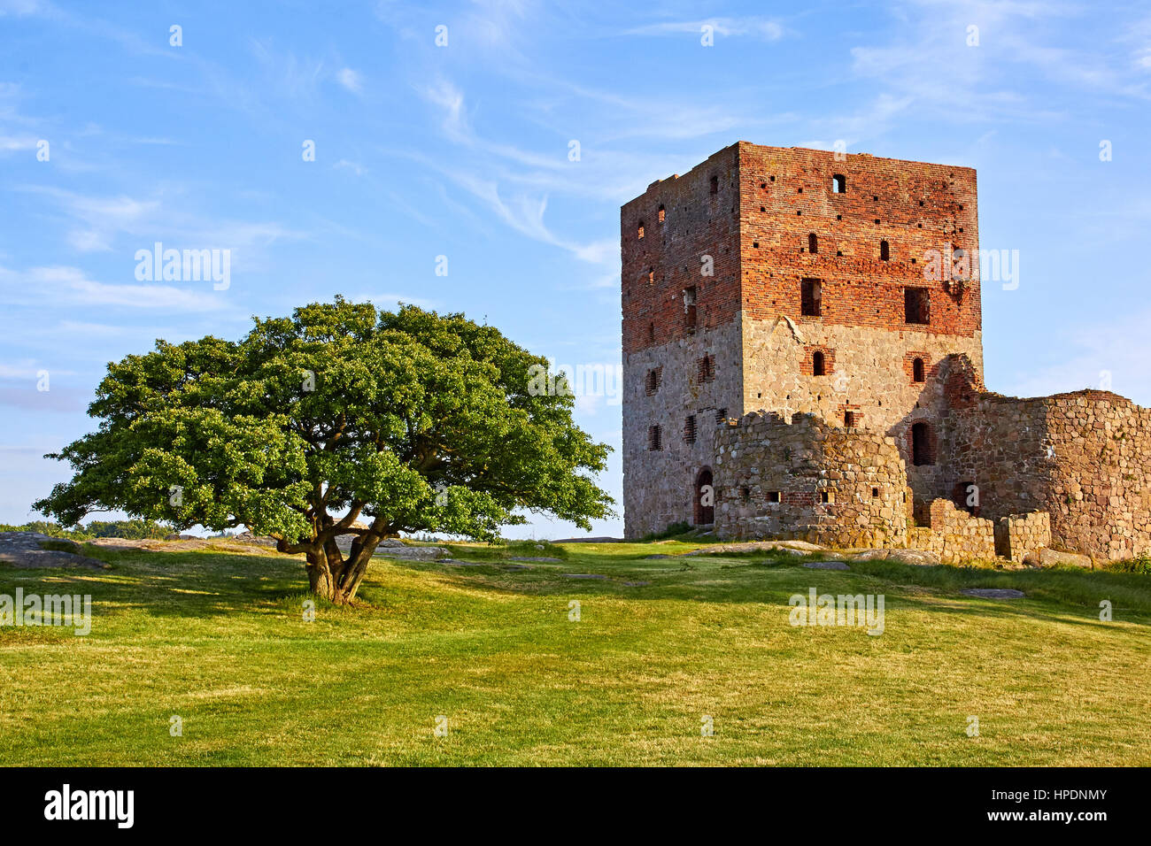 La torre dell'antico castello danese rovina sulla Bornholm, situato accanto a un antico albero di quercia Foto Stock