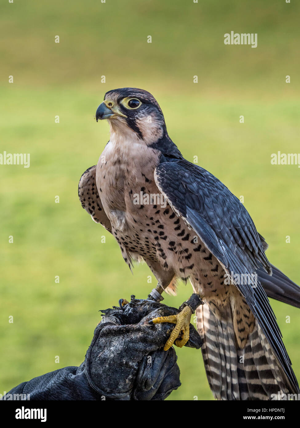 Lanner falcon appollaiato sulla pelle i falconieri mano guantata Foto Stock
