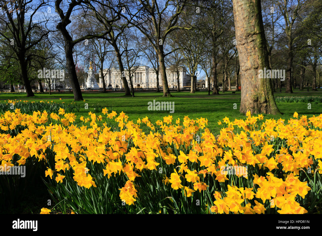 La molla narcisi, facciata di Buckingham palace, St James, London, England, Regno Unito Foto Stock