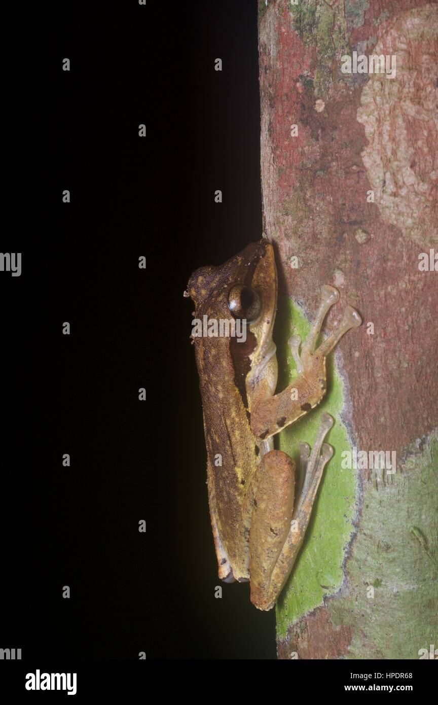 Un dark-eared Raganella (Polypedates macrotis) nella foresta pluviale di notte in Kubah National Park, Sarawak, Est Malesia, Borneo Foto Stock