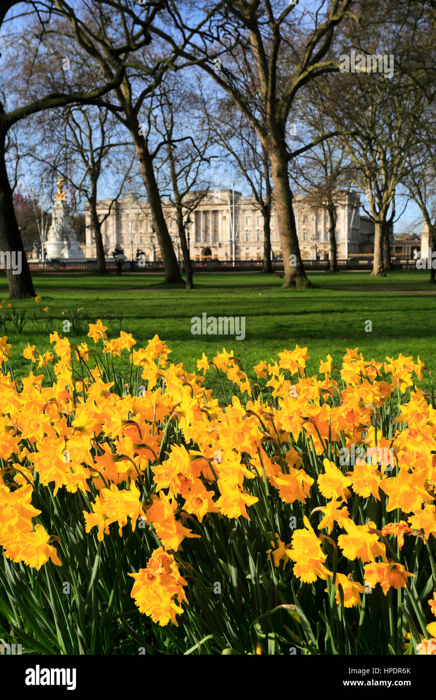 La molla narcisi, facciata di Buckingham palace, St James, London, England, Regno Unito Foto Stock