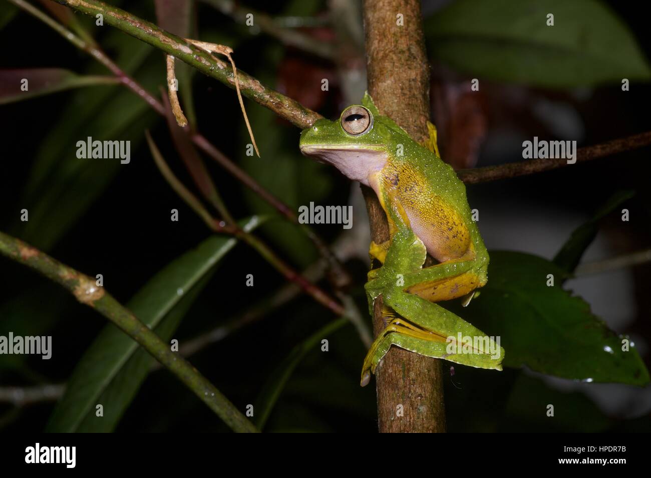 Un Wallace's Flying Frog (Rhacophorus nigropalmatus) nella foresta pluviale Malese di Notte Foto Stock