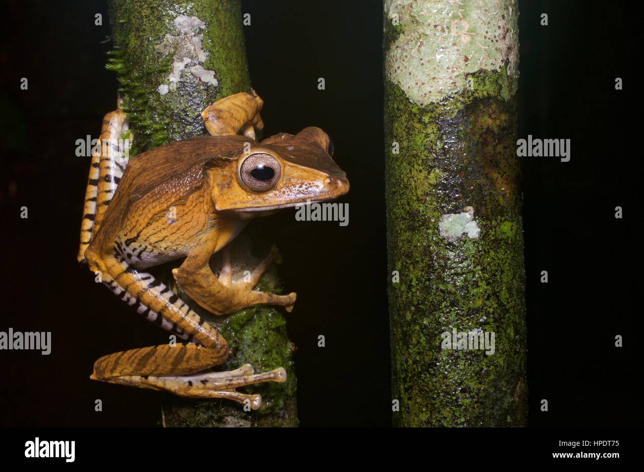 Un file-eared Raganella (Polypedates otilophus) nella foresta pluviale di notte a Kubah National Park, Sarawak, Est Malesia, Borneo Foto Stock