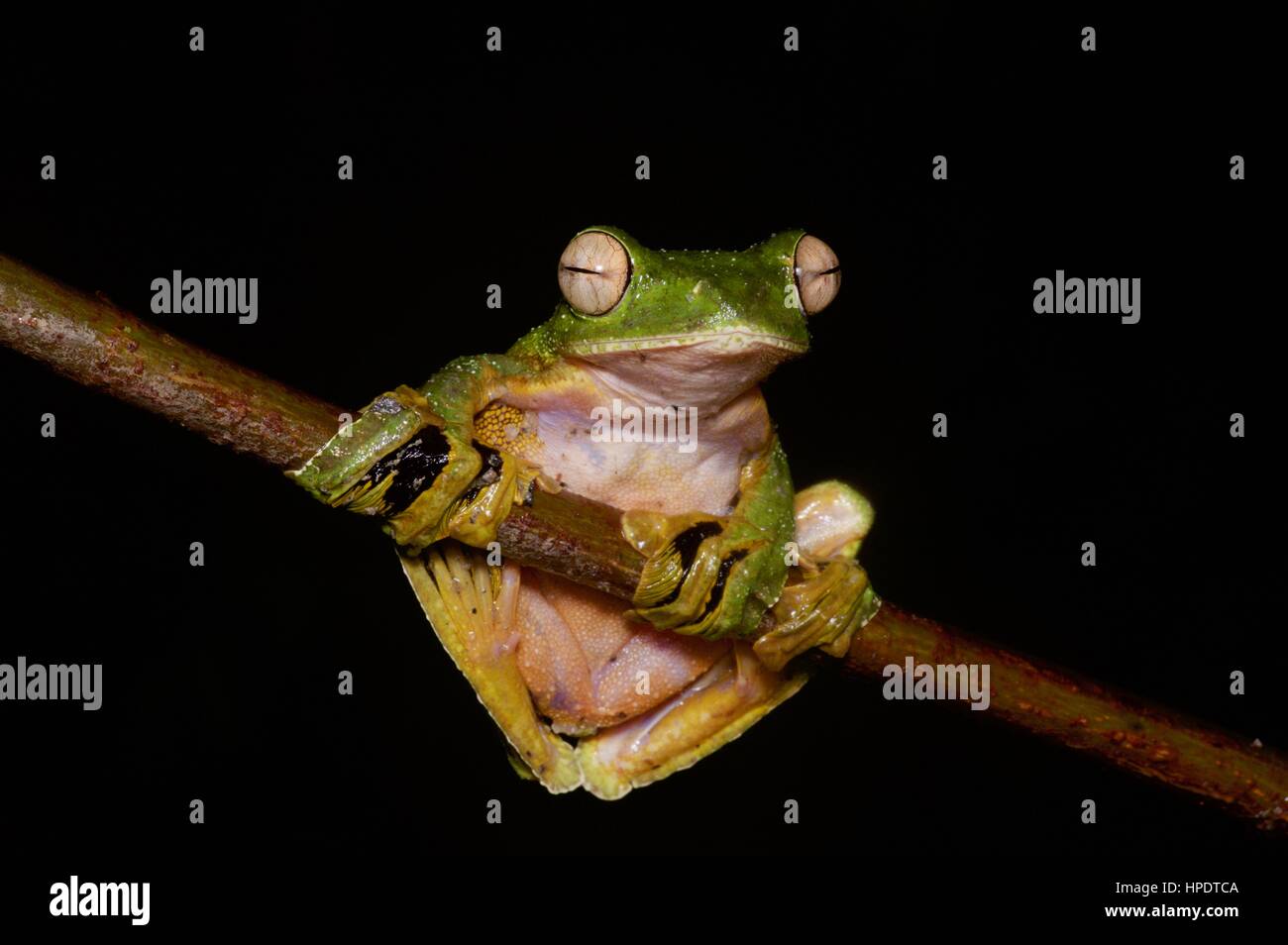 Un Wallace's Flying Frog (Rhacophorus nigropalmatus) nella foresta pluviale Malese di Notte Foto Stock