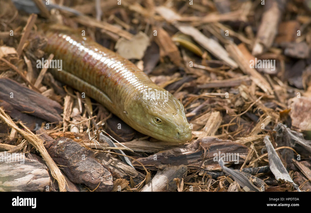 Un sheltopusik - o unione legless lizard (Pseudopus apodus) - emergente da un nido nel terreno. Foto Stock