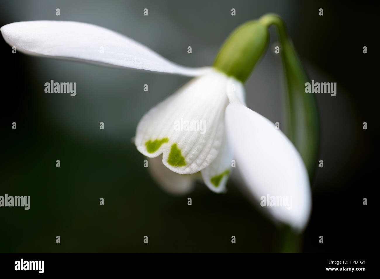 Galanthus nivalis, comune snowdrop. Foto Stock