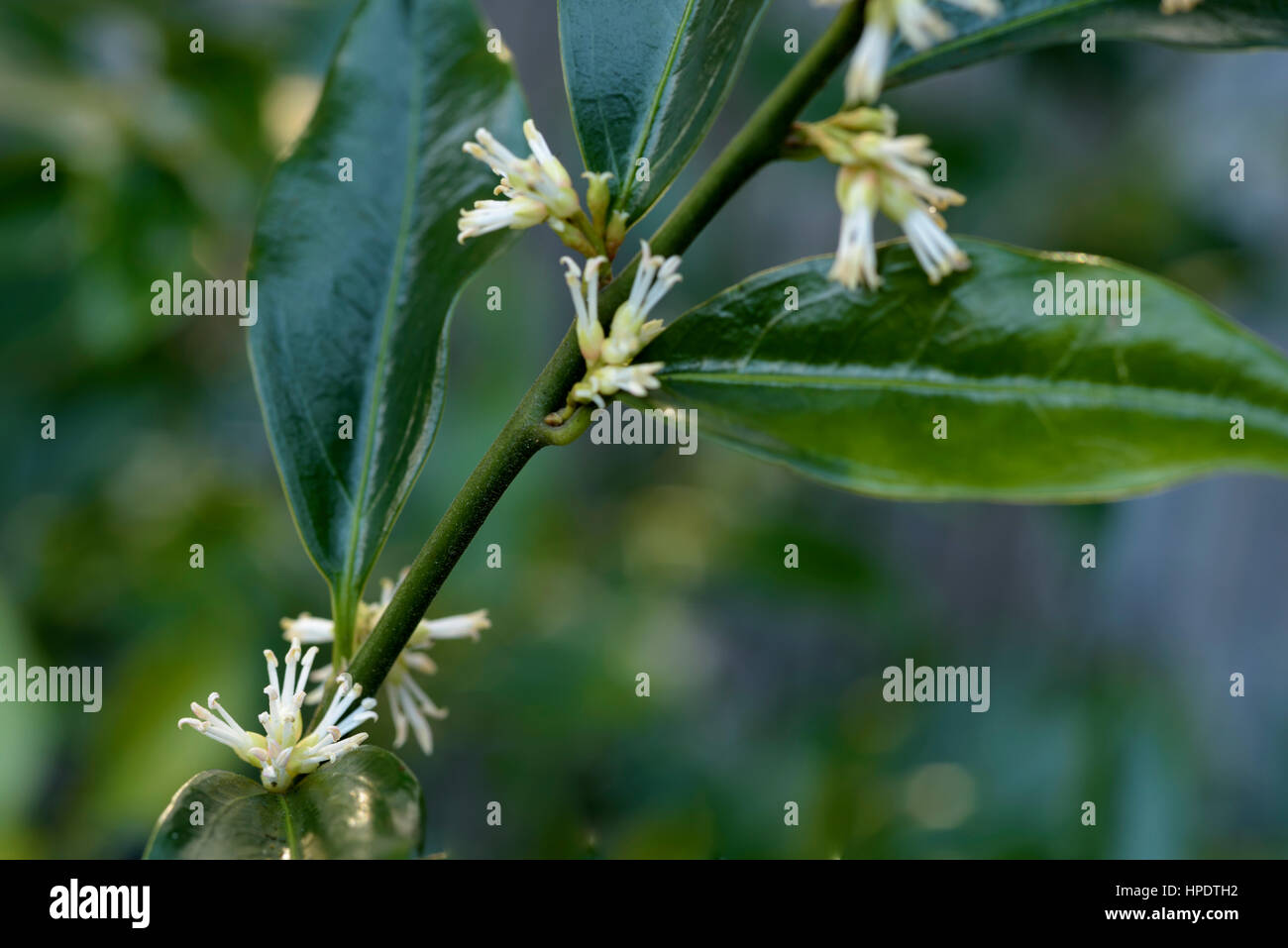 Sarcococca confusa, casella di Natale Foto Stock