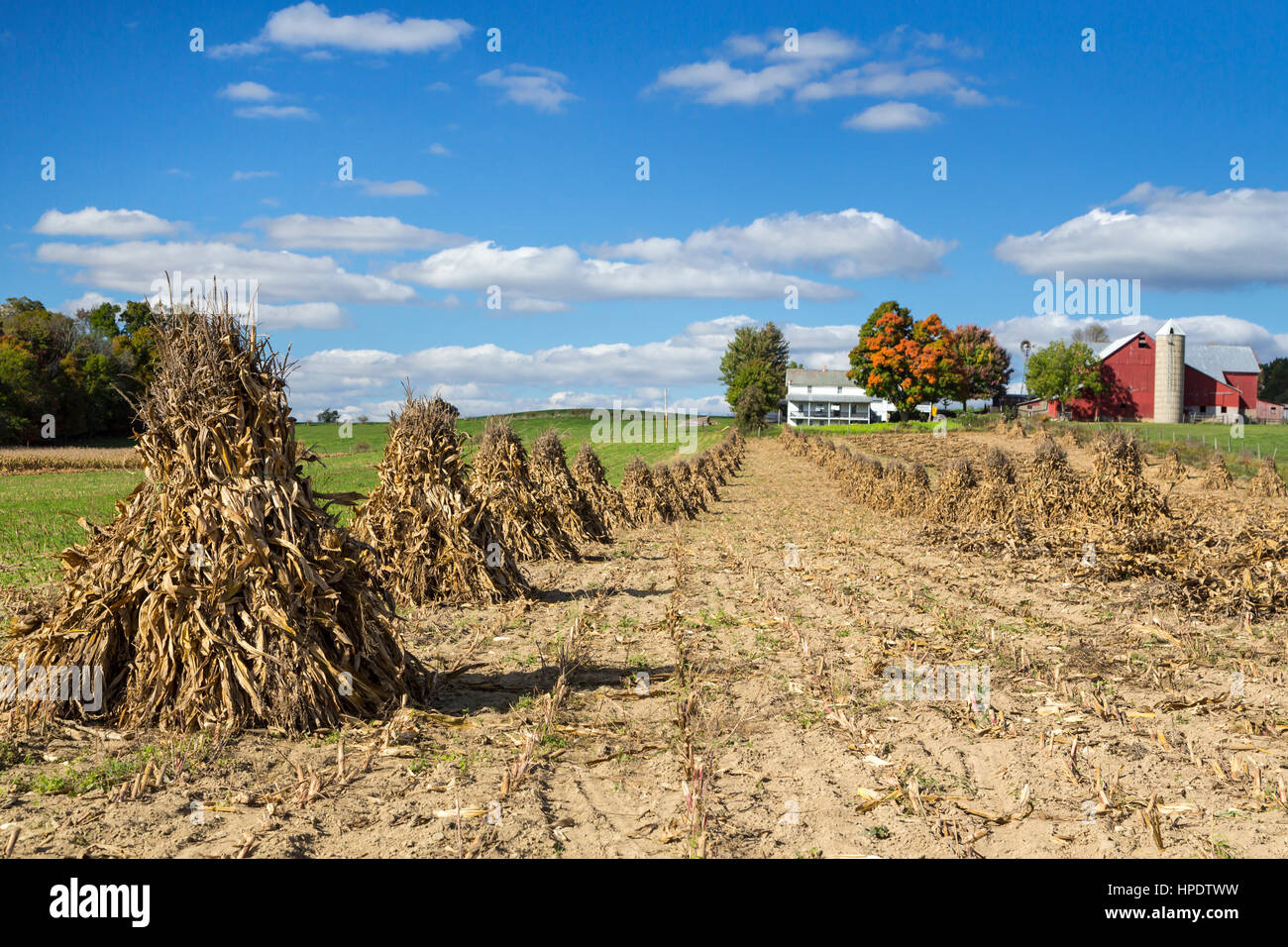 Una fattoria Amish con shock di mais nel campo vicino Kidron, Ohio, Stati Uniti d'America. Foto Stock