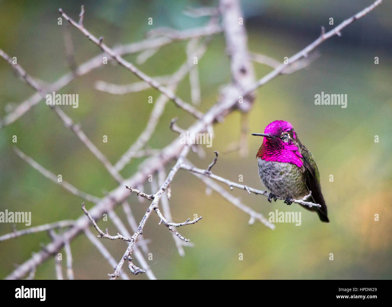 Una singola voce maschile di Anna (hummingbird Calypte anna) appollaiato su un sottile ramo di albero. Foto Stock
