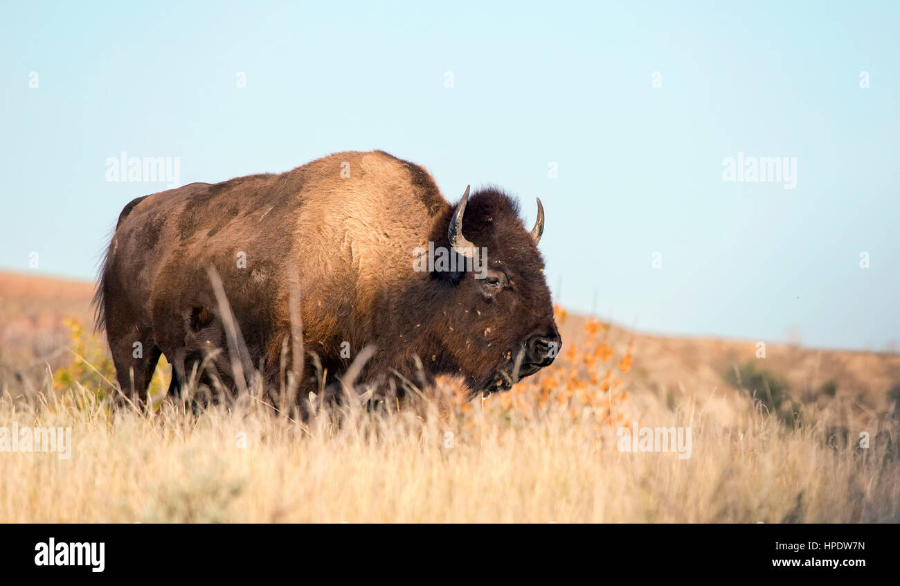 Bufalo selvatico in erba alta al Parco nazionale Theodore Roosevelt in North Dakota. Foto Stock Bufalo selvatico in erba alta al Parco nazionale Theodore Roosevelt in North Dakota. Foto Stock