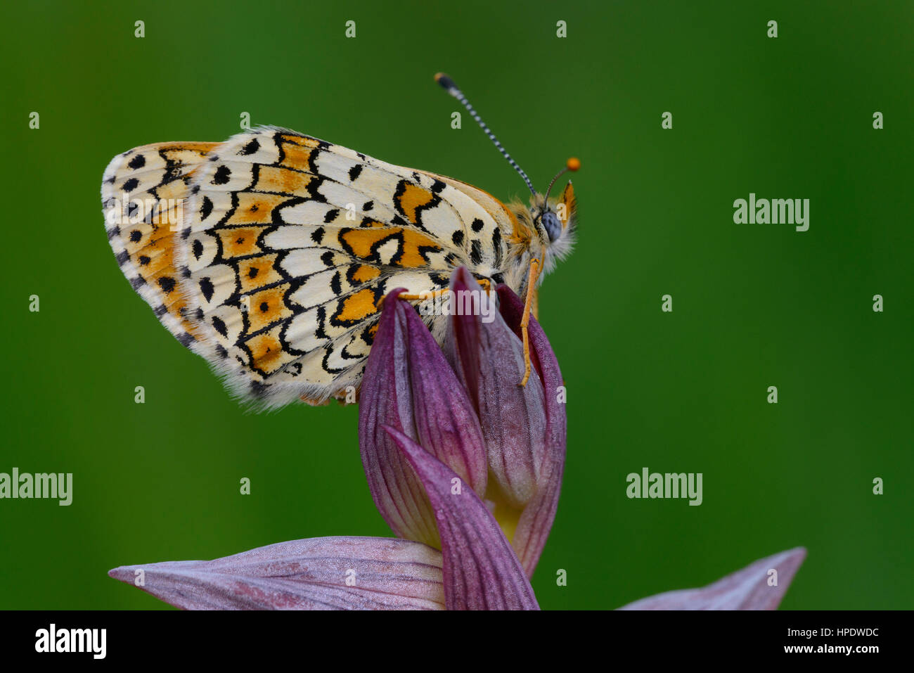 Glanville Fritillary butterfly (Melitaea cinxia) su Serapia lingua Foto Stock