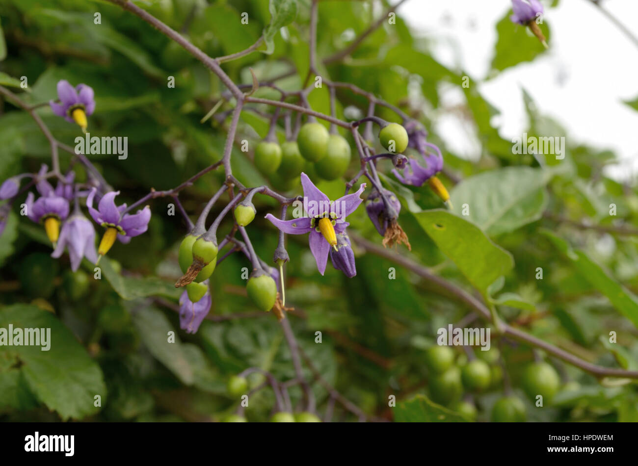 Agrodolce, Solanum dulcamara Foto Stock