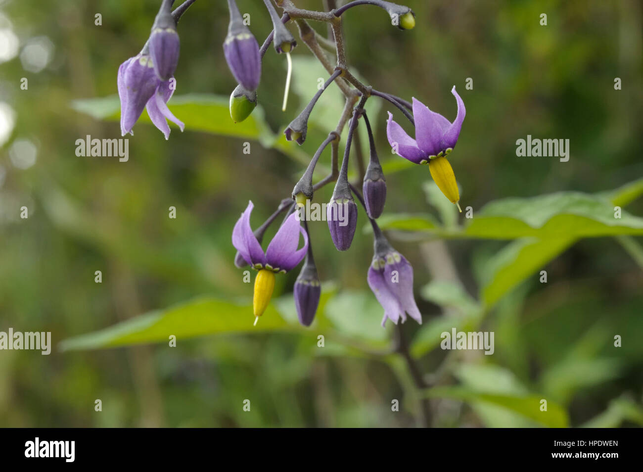 Agrodolce, Solanum dulcamara Foto Stock