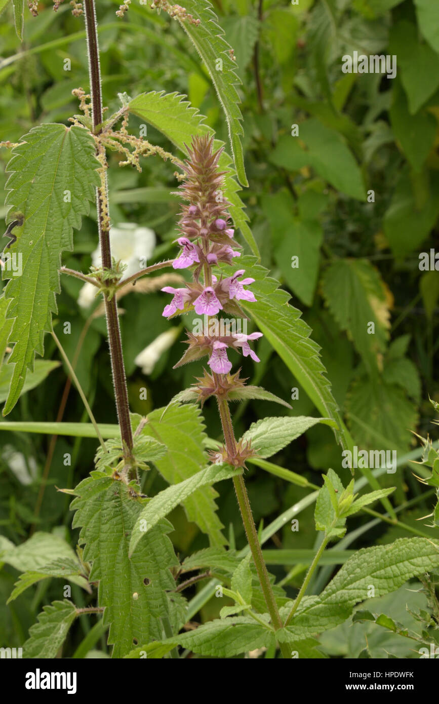 Marsh Woundwort, Stachys palustris accanto a un ortica Foto Stock