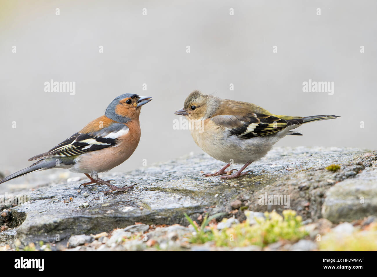 Un maschio adulto fringuello alimenta un recentemente sviluppato uccello giovane, a Ardnamurchan, Scotland, Regno Unito Foto Stock
