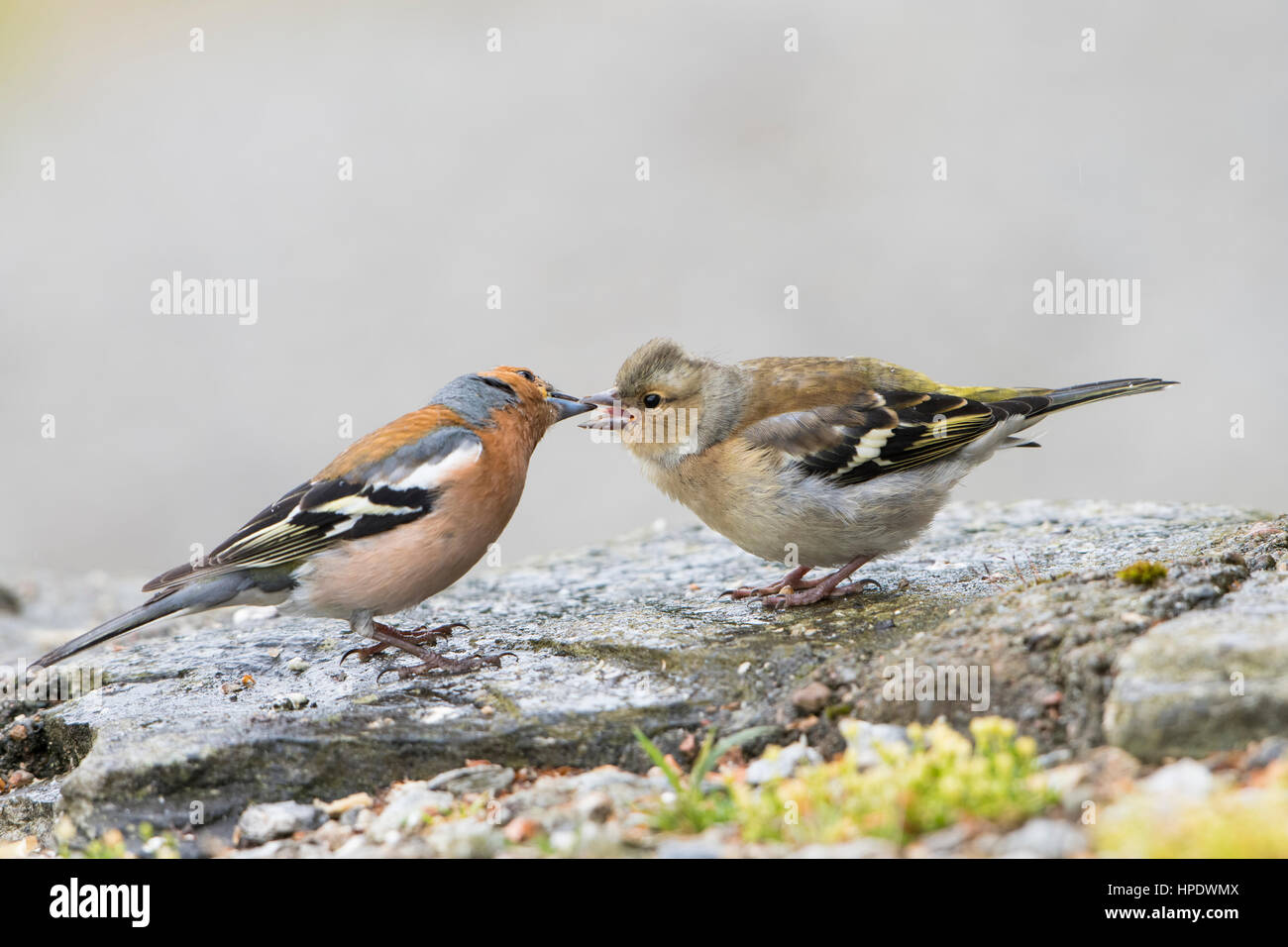 Un maschio adulto fringuello alimenta un recentemente sviluppato uccello giovane, a Ardnamurchan, Scotland, Regno Unito Foto Stock