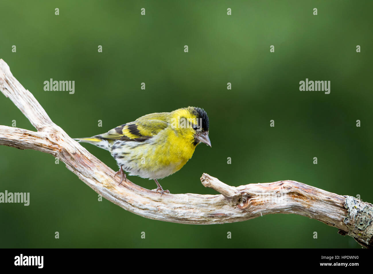 Un adulto di sesso maschile (Lucherino carduelis spinus) arroccato in abete, a Ardnamurchan, Scotland, Regno Unito Foto Stock