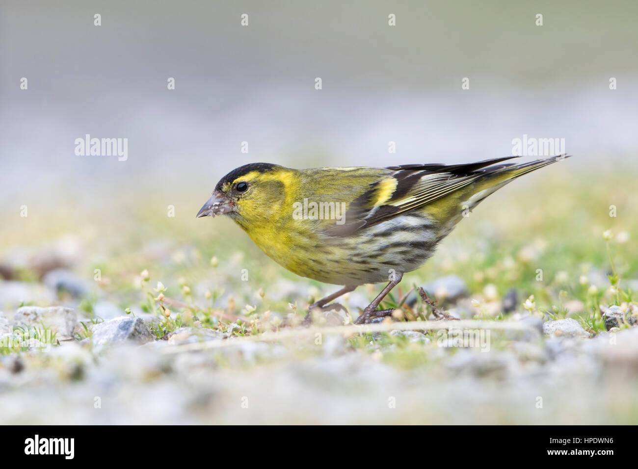 Adulti di sesso maschile (Lucherino carduelis spinus) alimentazione sul terreno, a Ardnamurchan, Scotland, Regno Unito Foto Stock