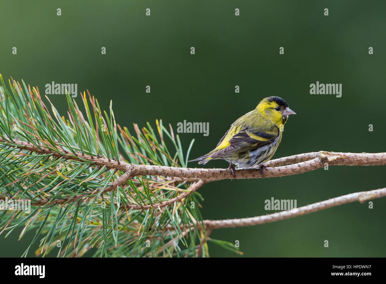 Un adulto di sesso maschile (Lucherino carduelis spinus) arroccato in abete, a Ardnamurchan, Scotland, Regno Unito Foto Stock