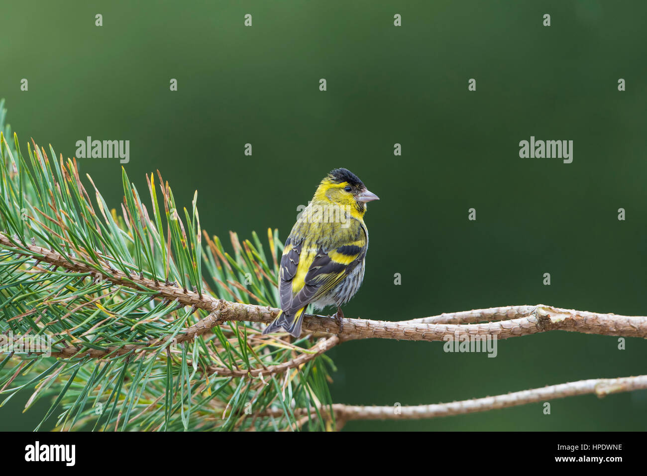 Un adulto di sesso maschile (Lucherino carduelis spinus) arroccato in abete, a Ardnamurchan, Scotland, Regno Unito Foto Stock