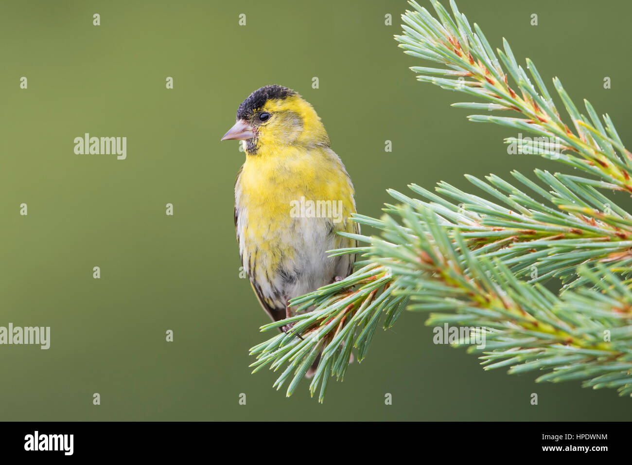 Un adulto di sesso maschile (Lucherino carduelis spinus) arroccato in abete, a Ardnamurchan, Scotland, Regno Unito Foto Stock