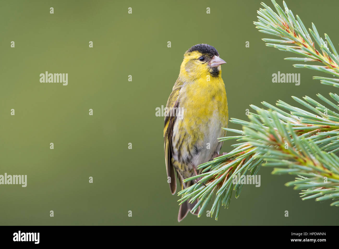 Un adulto di sesso maschile (Lucherino carduelis spinus) arroccato in abete, a Ardnamurchan, Scotland, Regno Unito Foto Stock