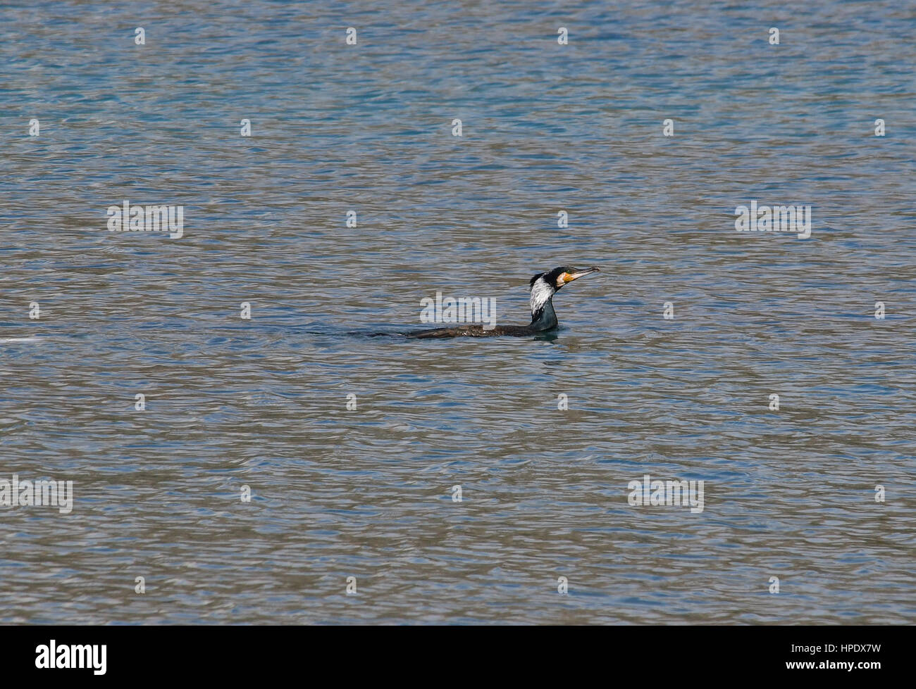 Nafplio,Grecia, 21 febbraio 2017. Un svasso maggiore uccelli, in Karathona beach in Nafplion. Foto Stock