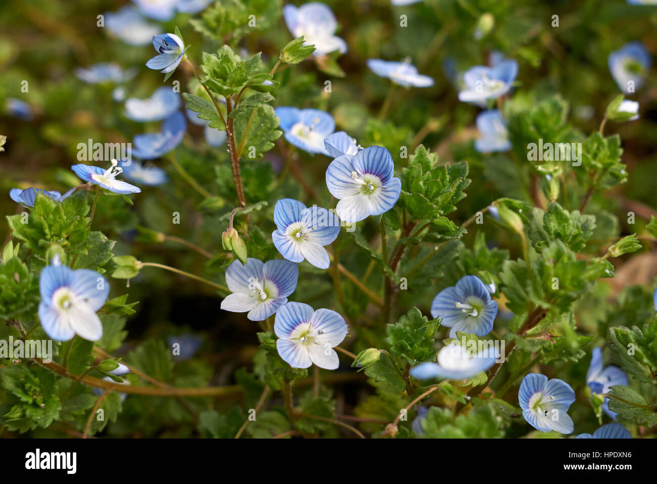 Veronica persica close up Foto Stock
