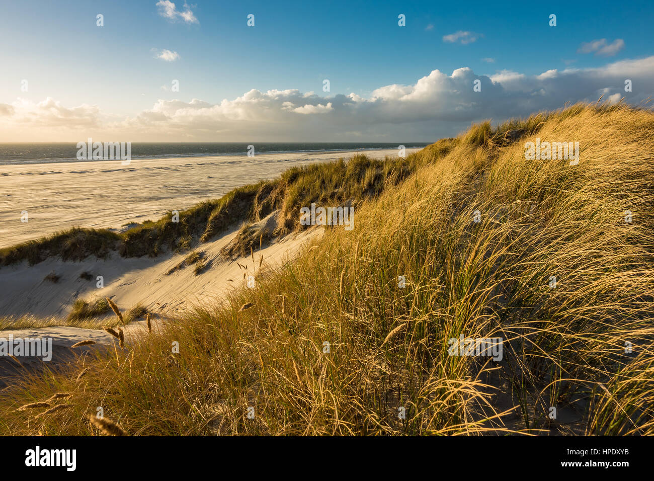 Dune sulla costa del Mare del Nord dell'isola Amrum, Germania. Foto Stock