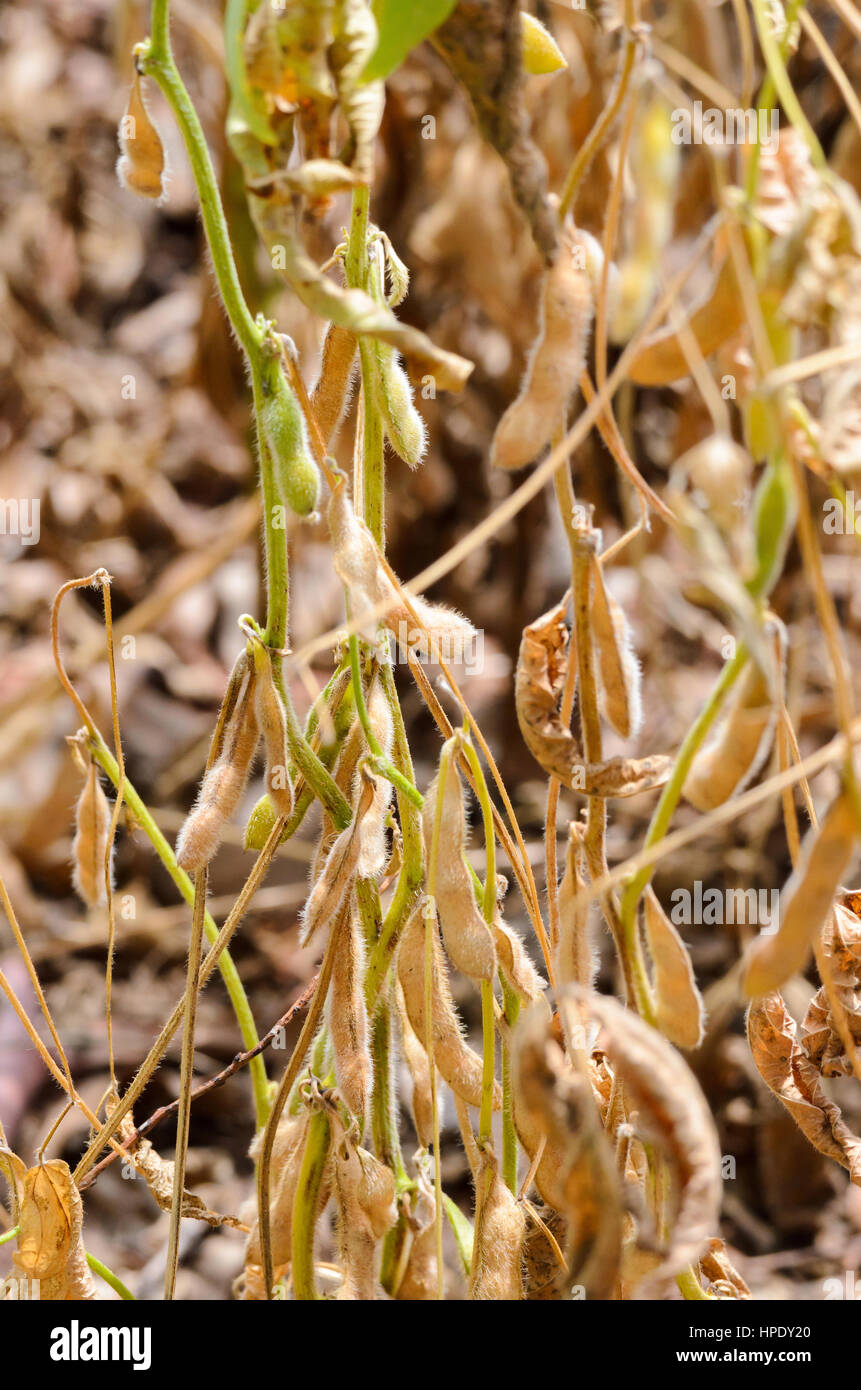 Close up sui semi di soia mature pronte per il raccolto. Agricoltura sfondo. Foto Stock